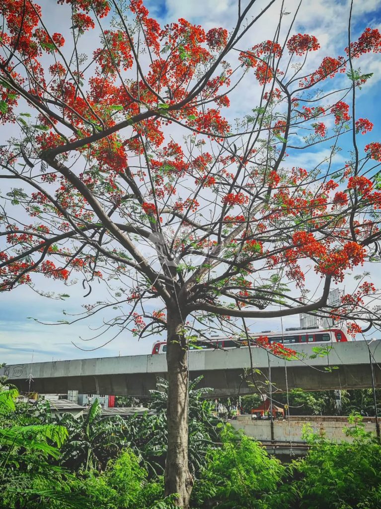 Jual Pohon Flamboyan
