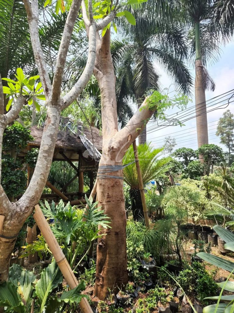 Jual Pohon Flamboyan