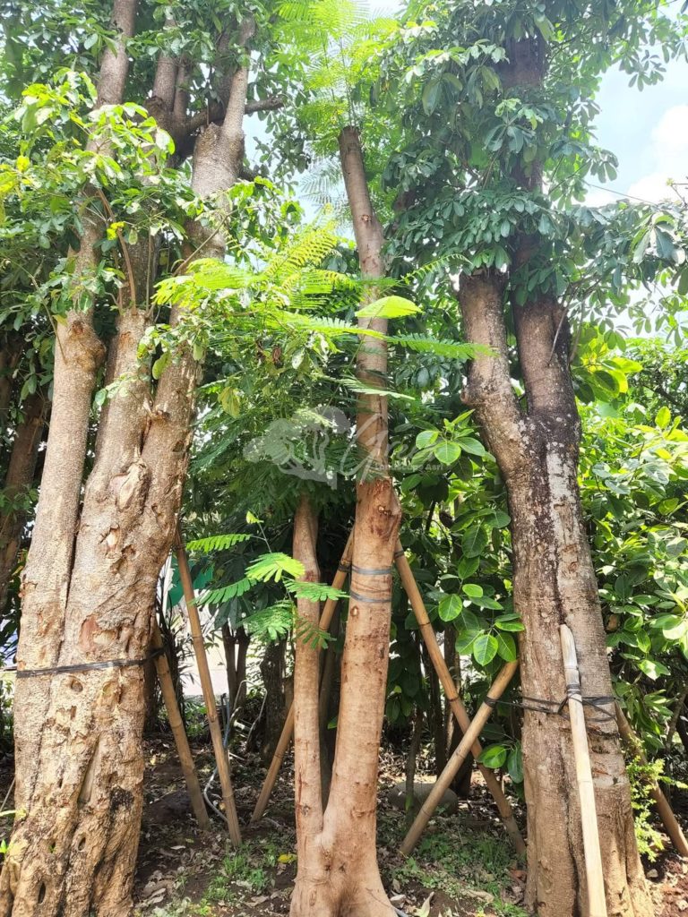 Jual Pohon Flamboyan