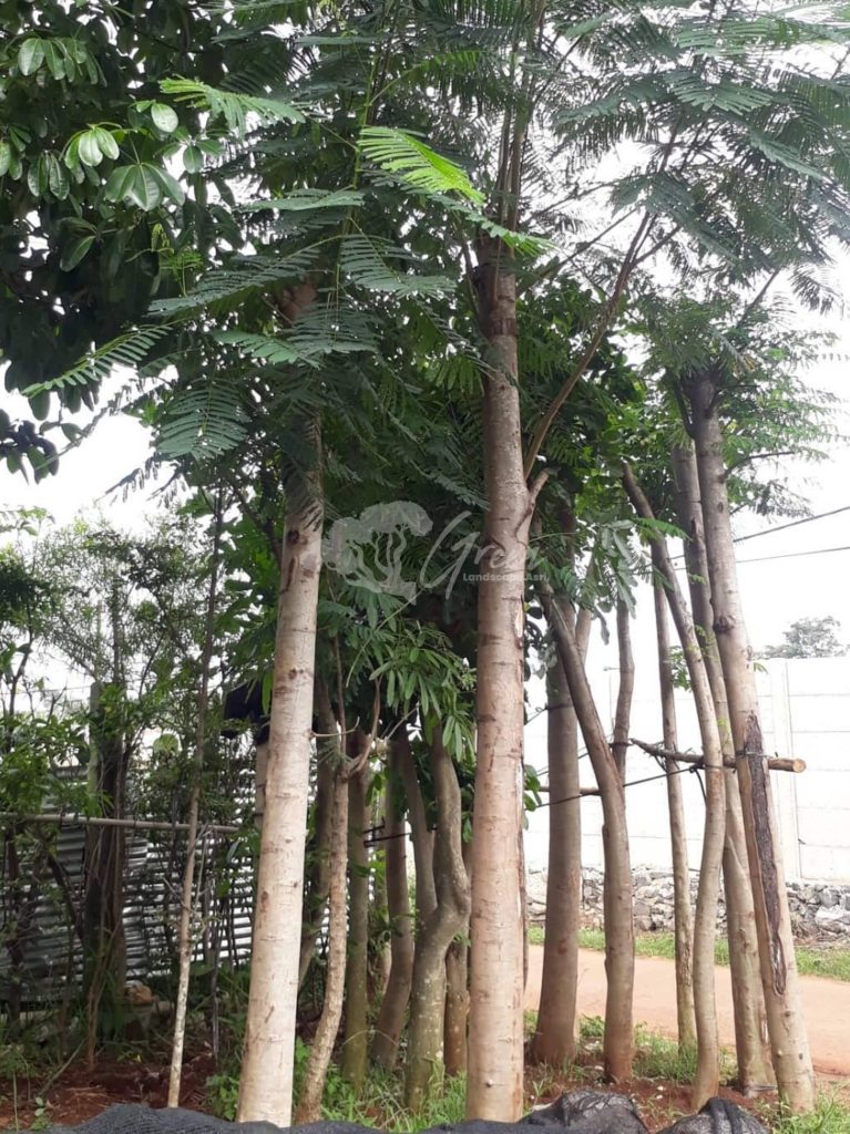 Jual Pohon Flamboyan