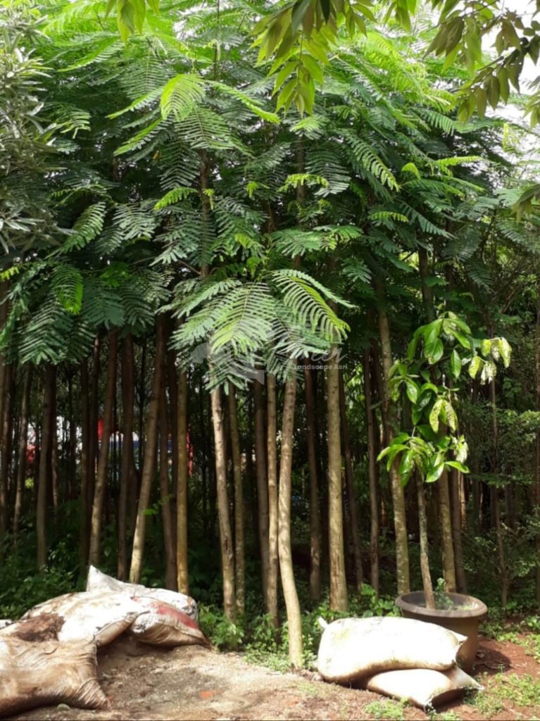 Jual Pohon Flamboyan