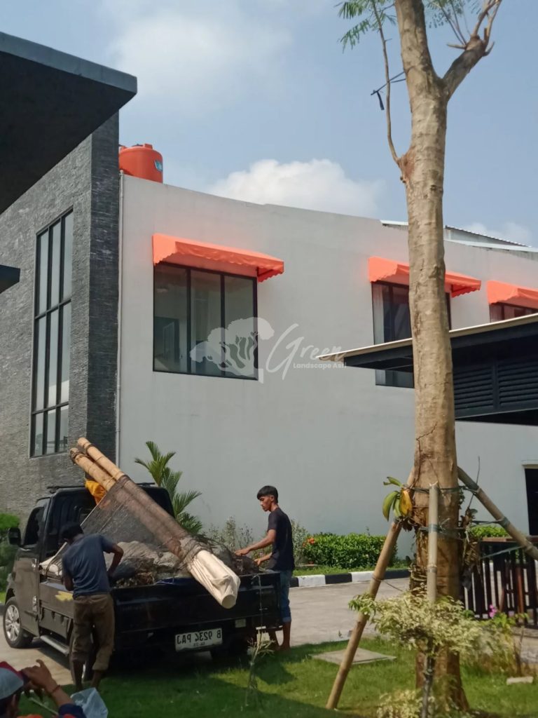 Jual Pohon Flamboyan