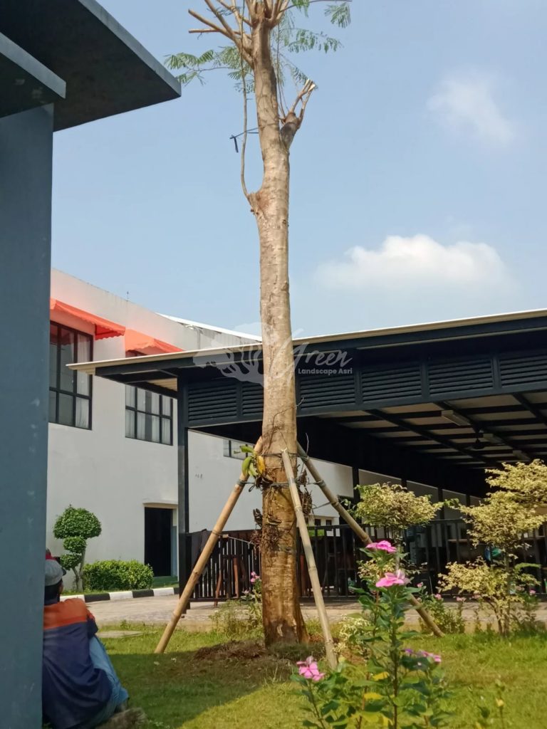 Jual Pohon Flamboyan