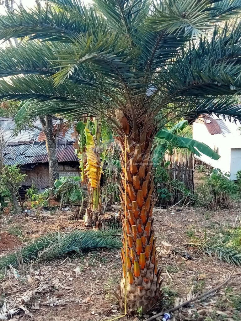 Jual Pohon Kurma
