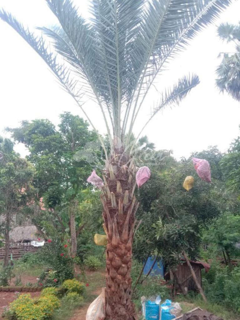 Jual Pohon Kurma
