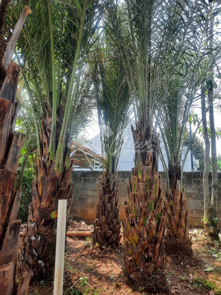 Jual Pohon Kurma