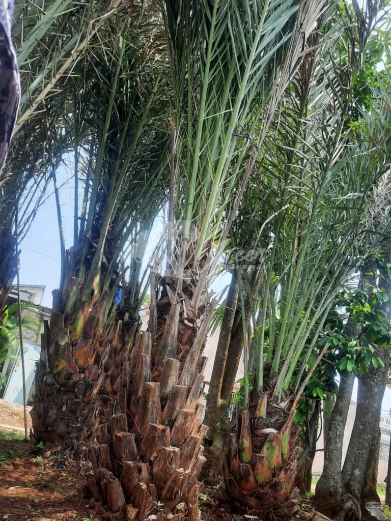 Jual Pohon Kurma