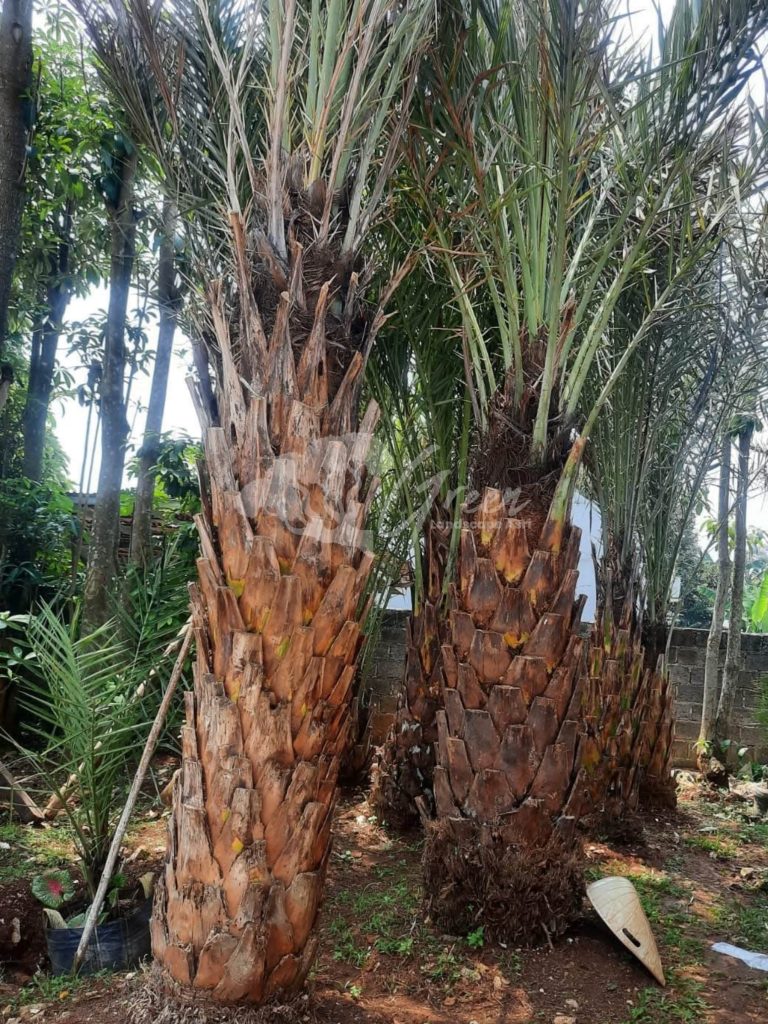 Jual Pohon Kurma