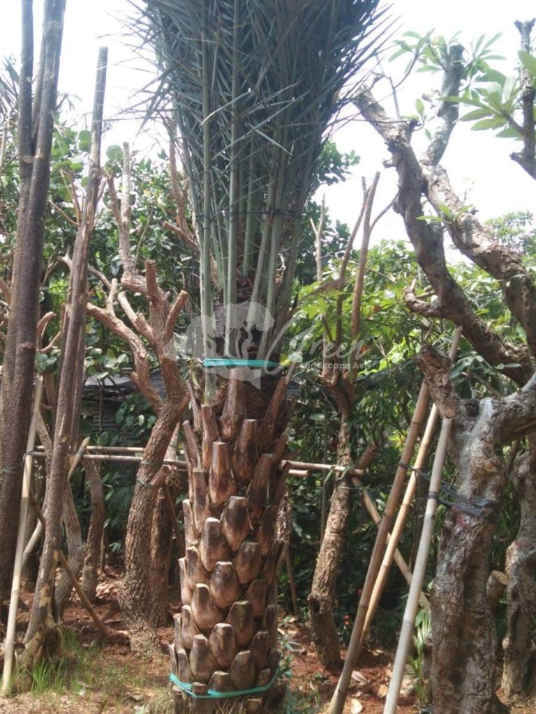 Jual Pohon Kurma