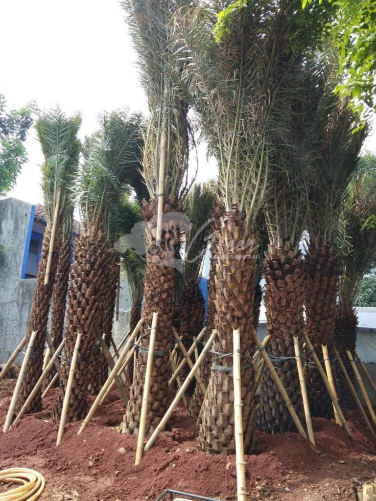 Jual Pohon Kurma