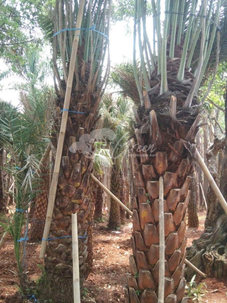 Jual Pohon Kurma