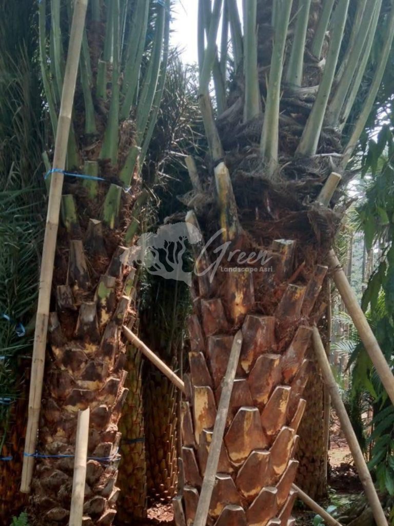 Jual Pohon Kurma