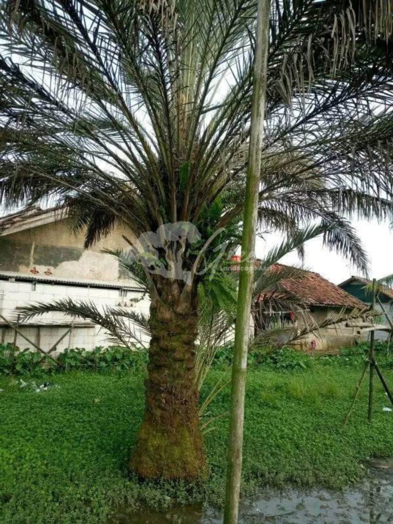Jual Pohon Kurma