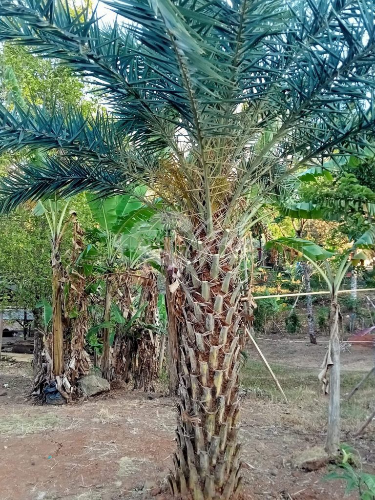 Jual Pohon Kurma