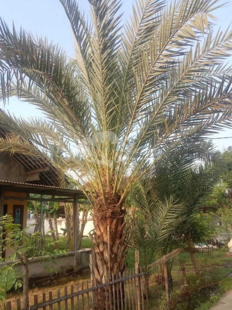 Jual Pohon Kurma
