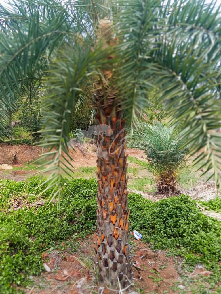 Jual Pohon Kurma