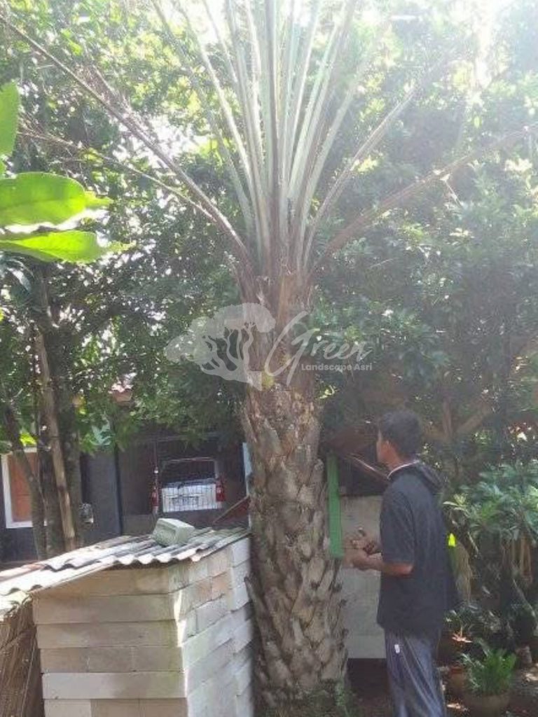 Jual Pohon Kurma
