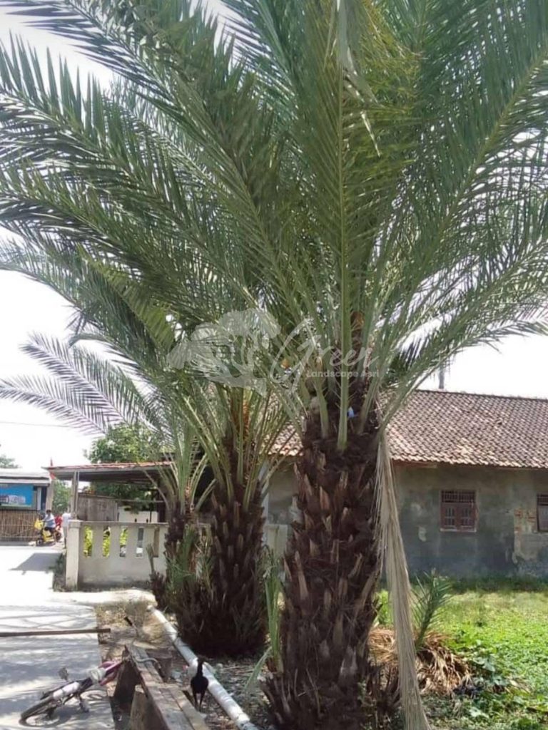 Jual Pohon Kurma