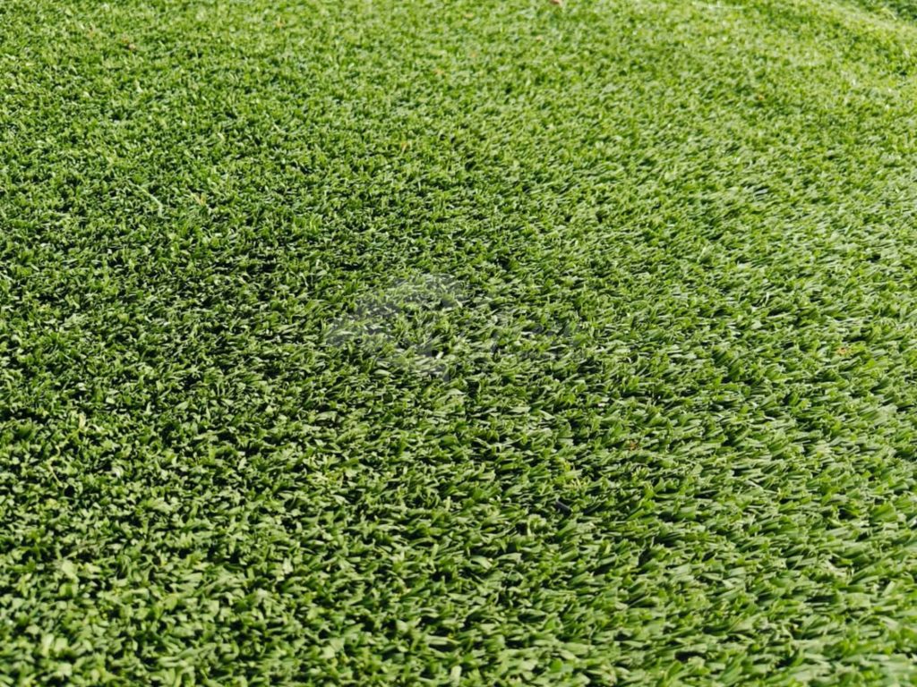 Jual Rumput Taman