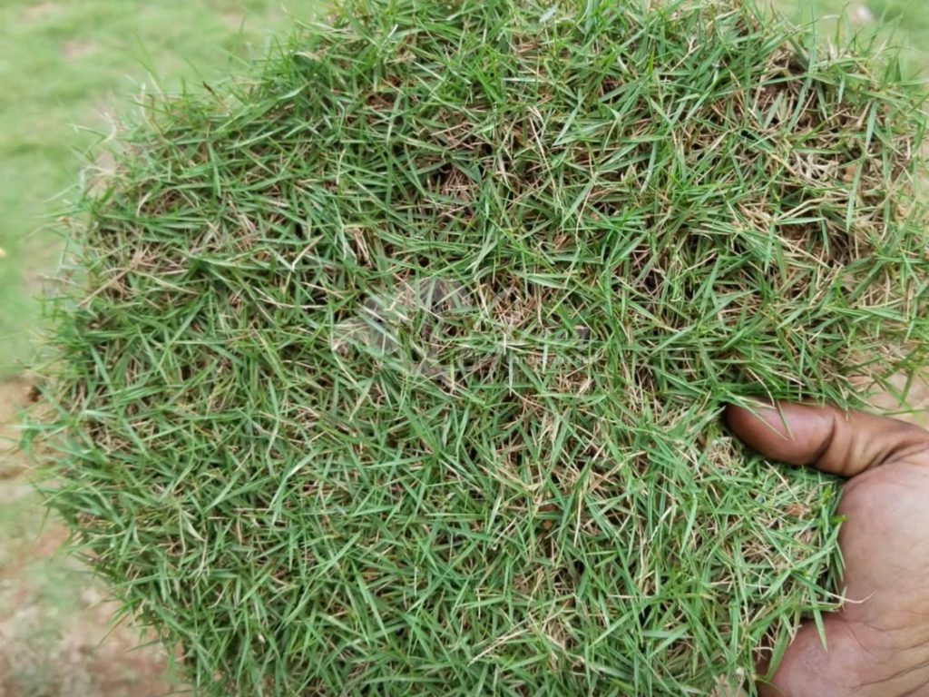 Jual Rumput Taman