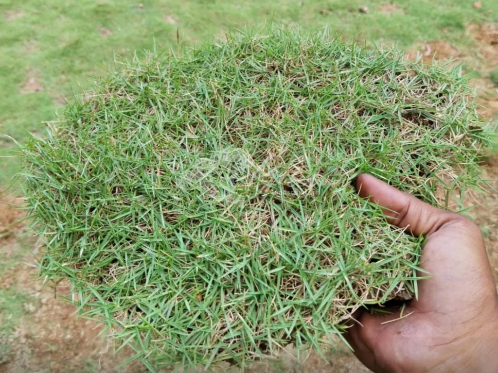 Jual Rumput Taman