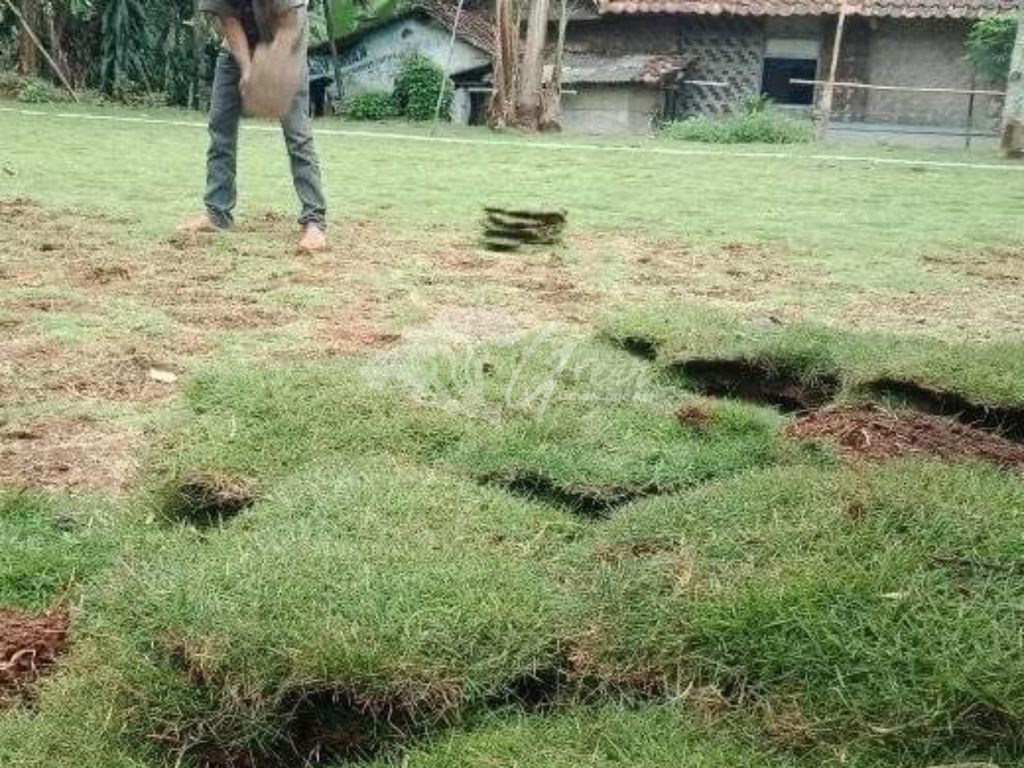 Jual Rumput Taman