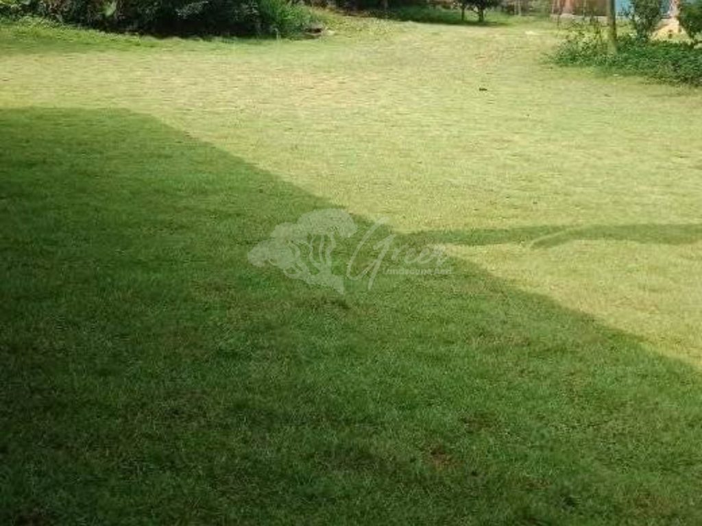 Jual Rumput Taman