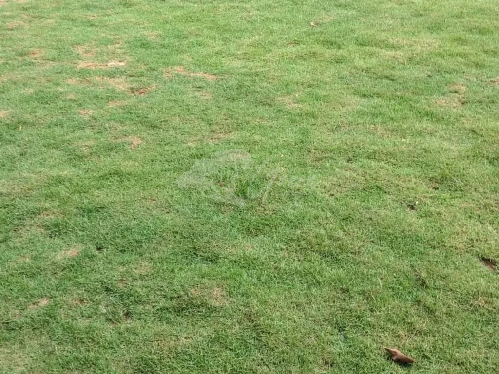 Jual Rumput Taman