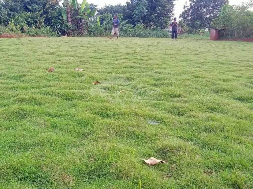 Jual Rumput Taman