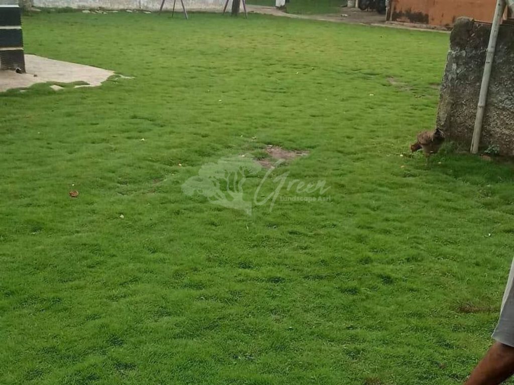 Jual Rumput Taman