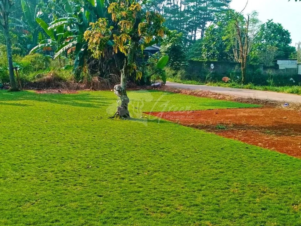 Jual Rumput Taman
