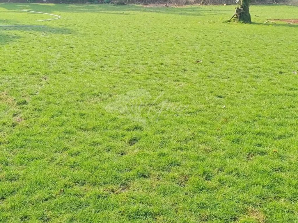 Jual Rumput Taman