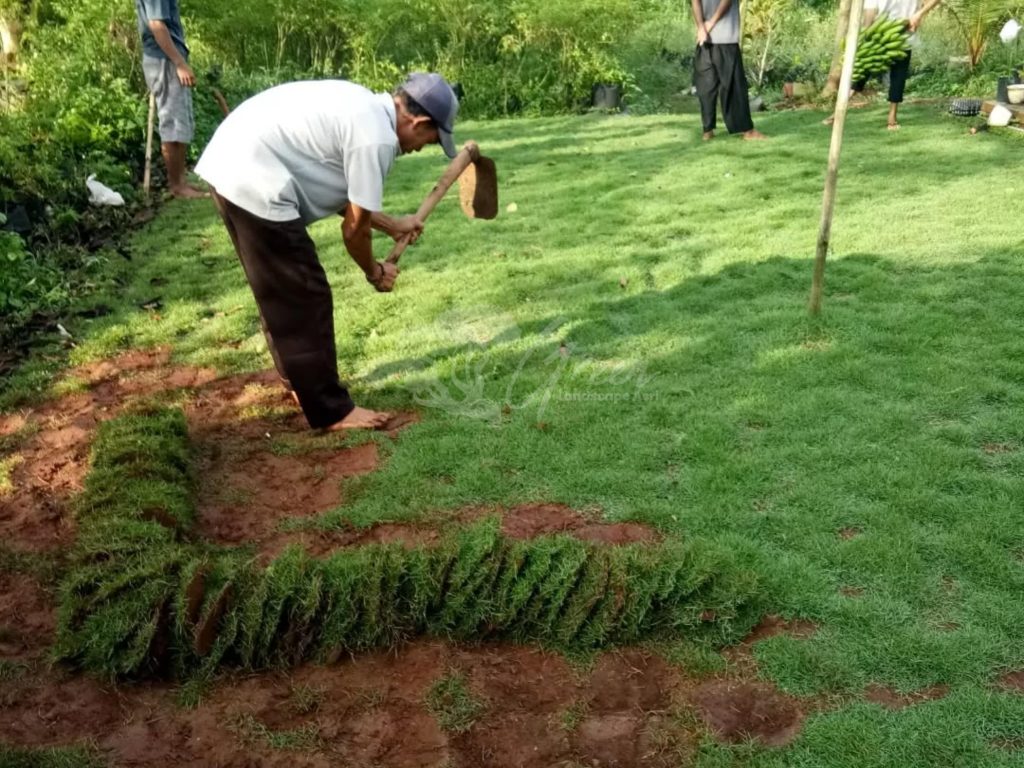 Jual Rumput Taman