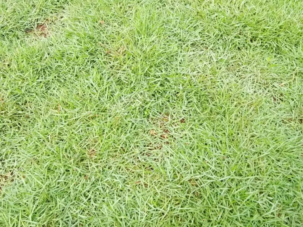 Jual Rumput Taman