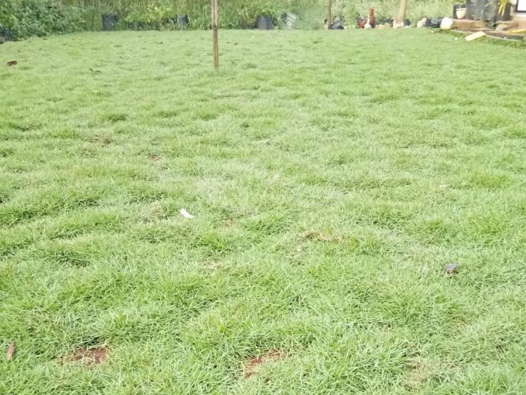 Jual Rumput Taman