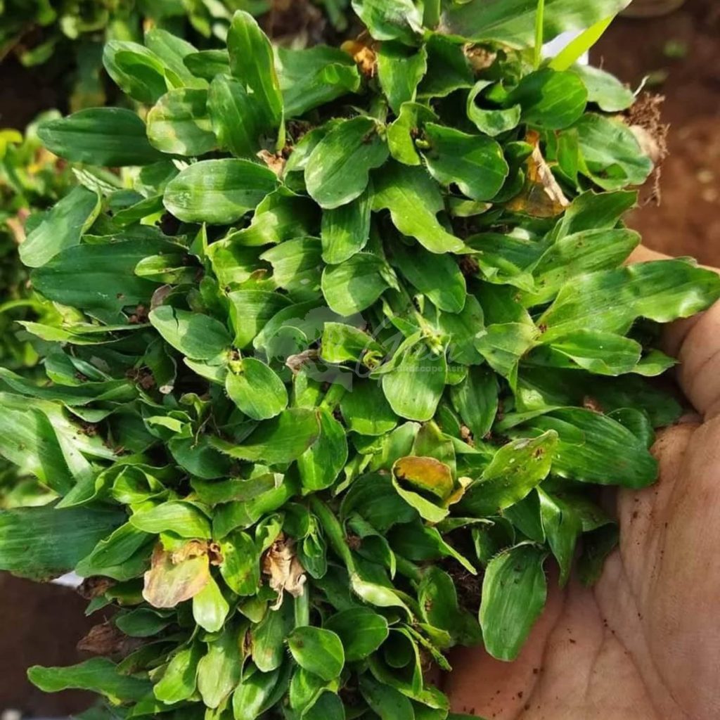 Jual Rumput Taman
