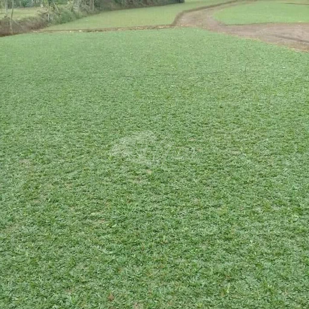 Jual Rumput Taman