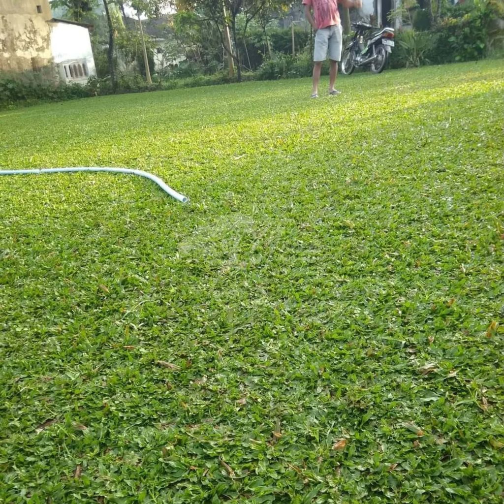 Jual Rumput Taman