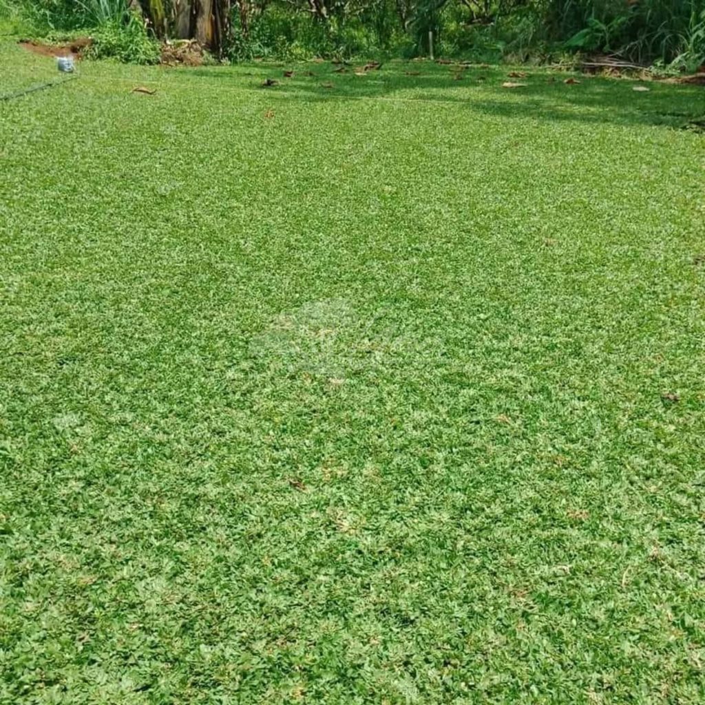Jual Rumput Taman