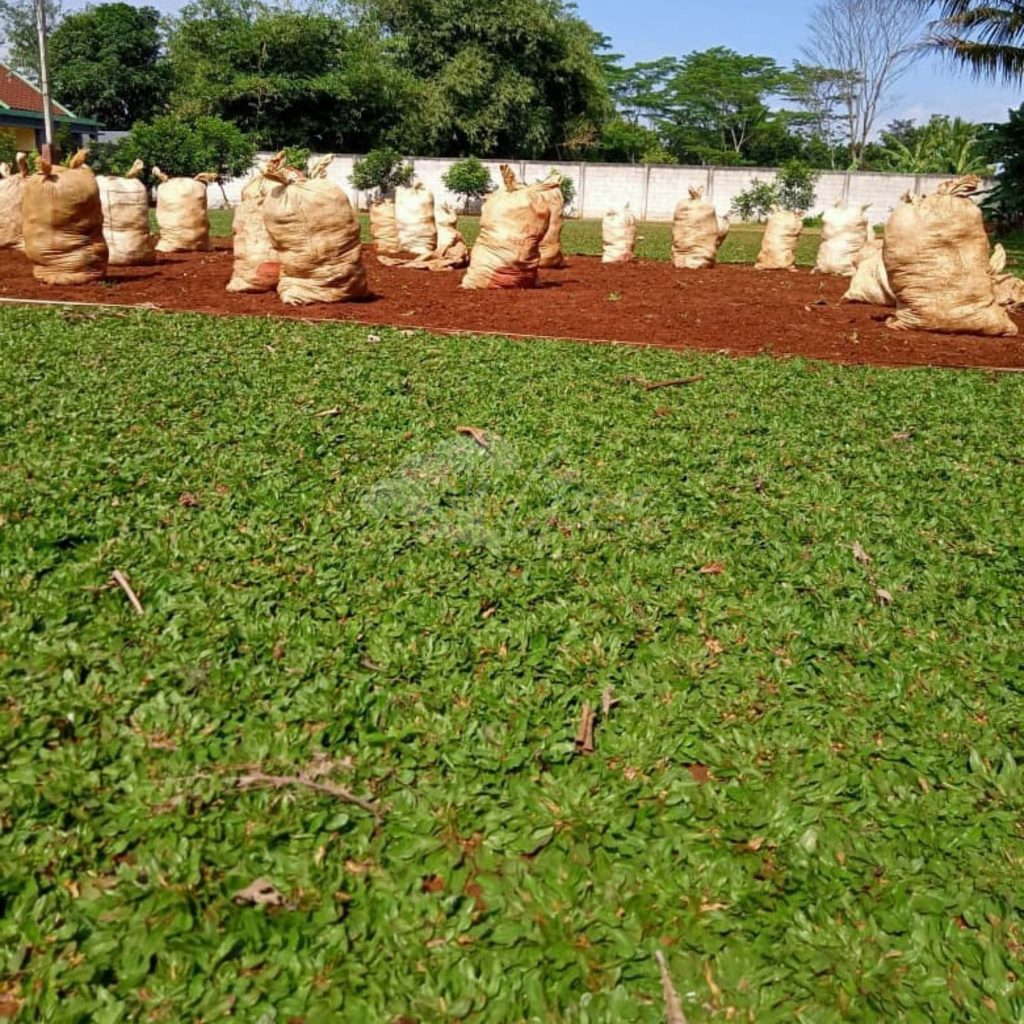 Jual Rumput Taman