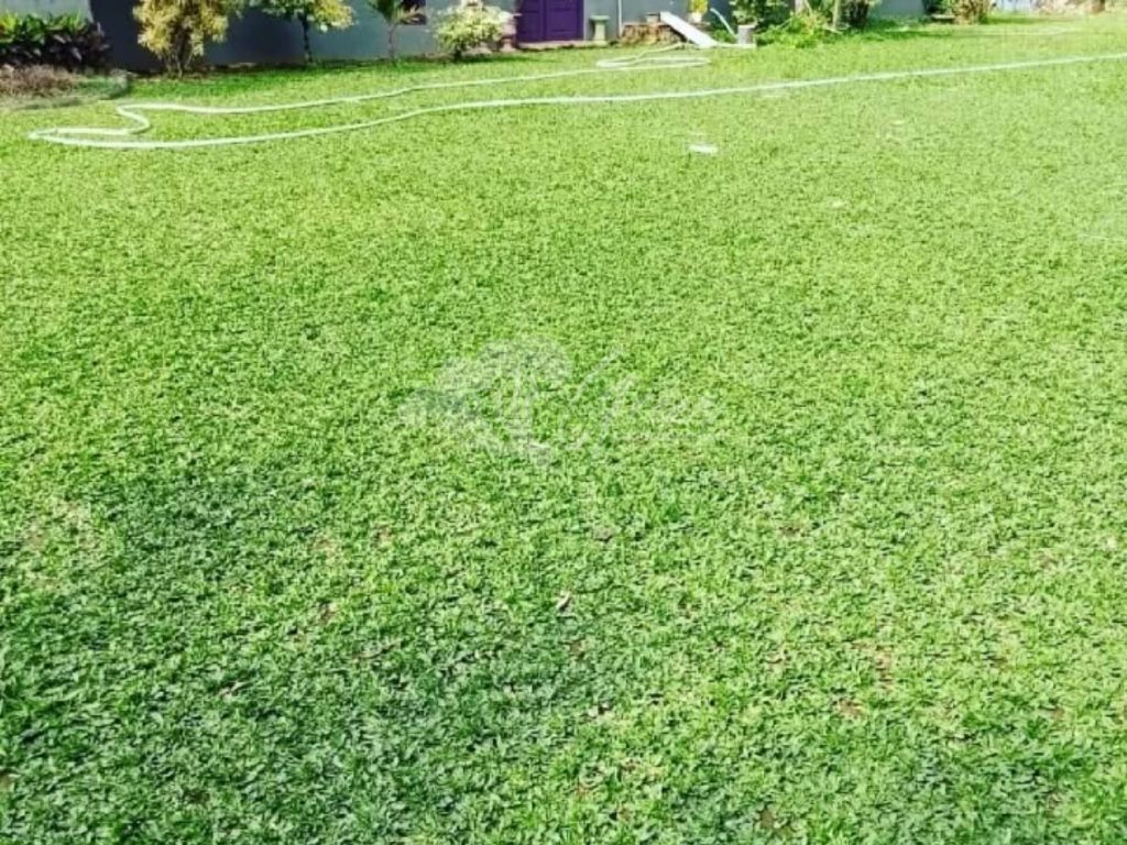 Jual Rumput Taman