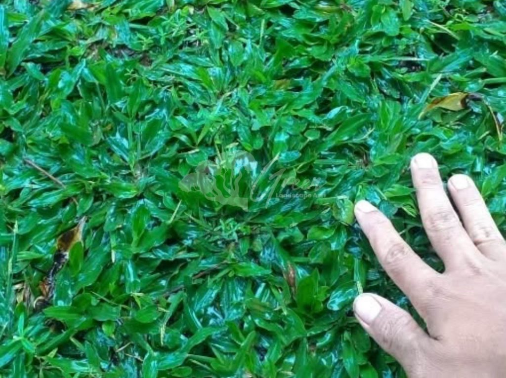 Jual Rumput Taman