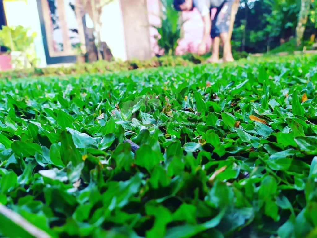 Jual Rumput Taman