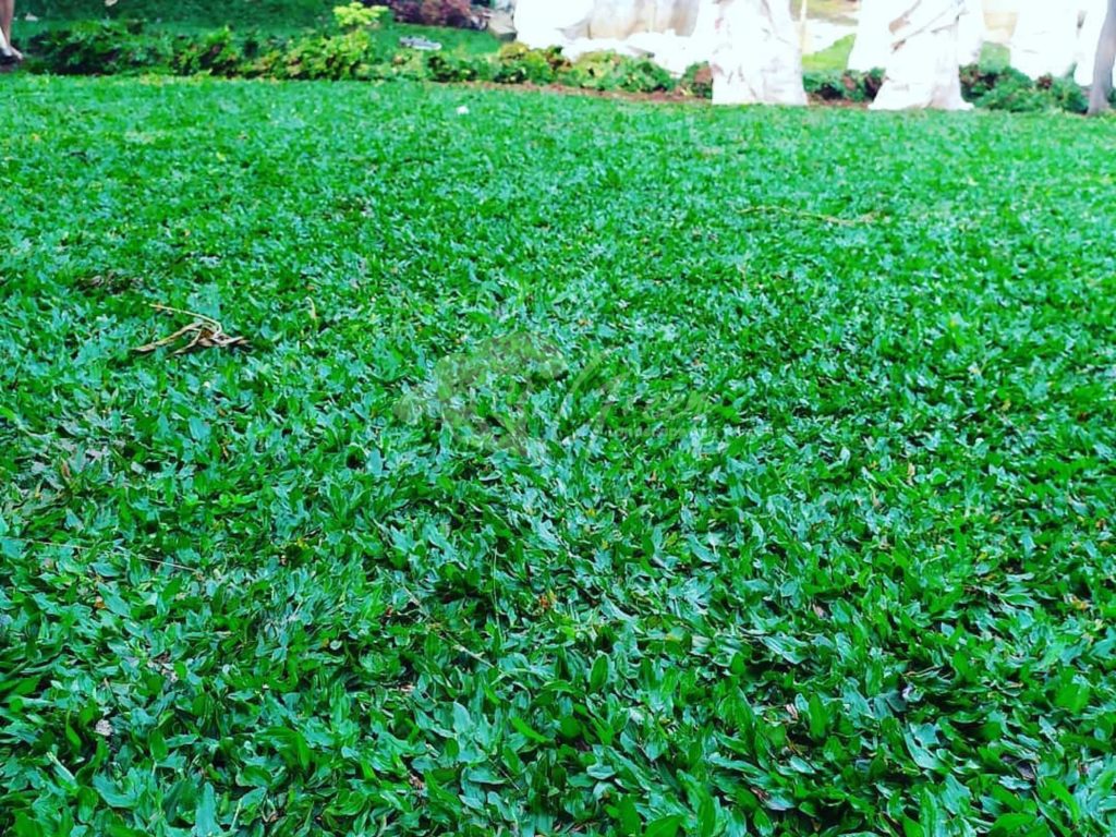 Jual Rumput Taman