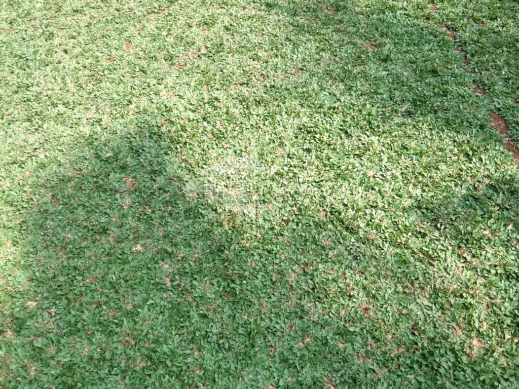 Jual Rumput Taman