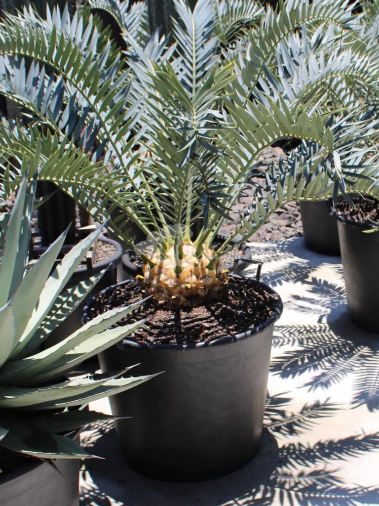 Jual Encephalartos