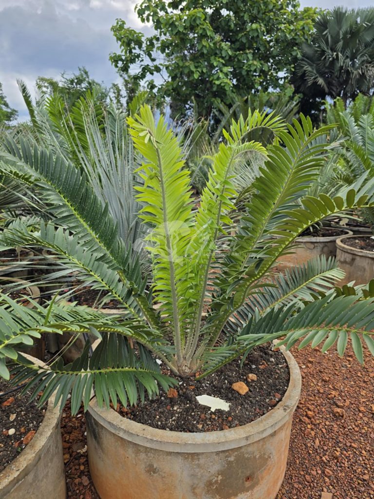 Jual Encephalartos