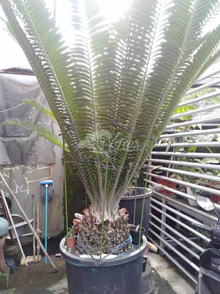 Jual Encephalartos