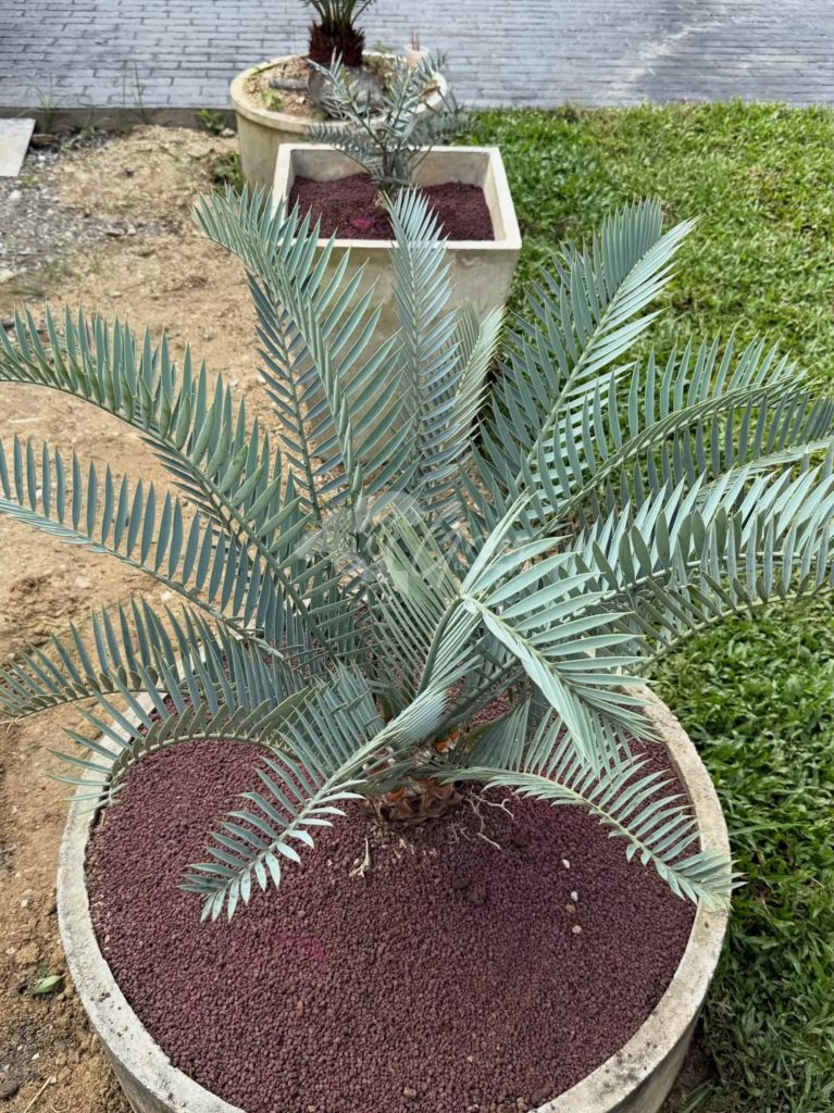 Jual Encephalartos