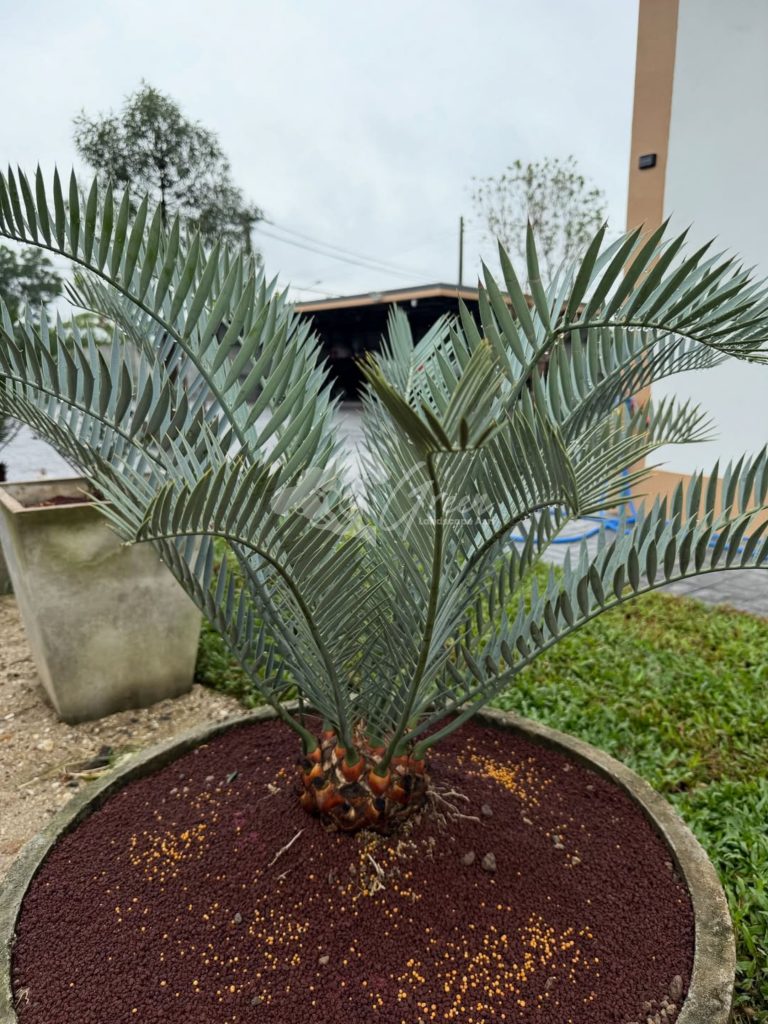 Jual Encephalartos